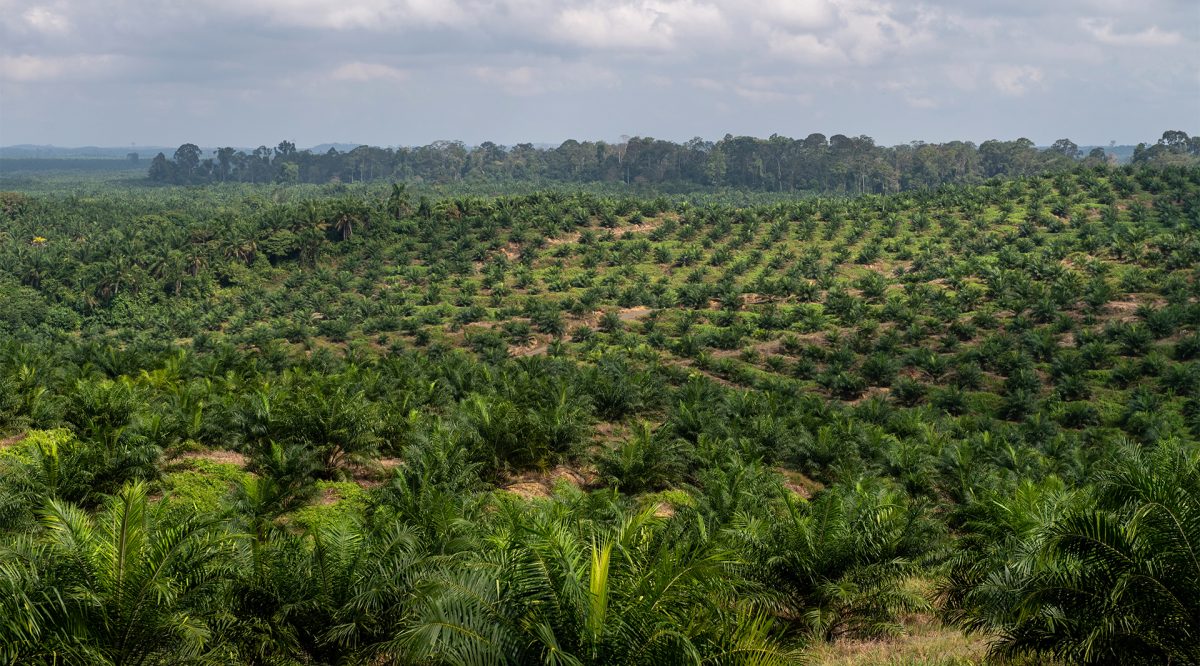 Quel est l'impact de la culture de l'huile de palme sur la biodiversité ? -  UP' Magazine